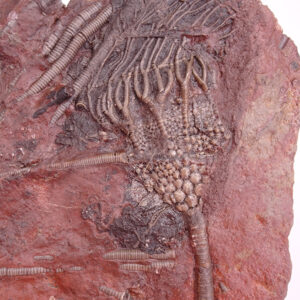 Scyphocrinites elegans