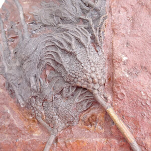 Scyphocrinites elegans