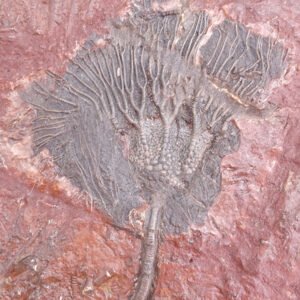 Scyphocrinites elegans
