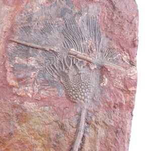 Scyphocrinites elegans
