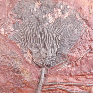 Scyphocrinites elegans