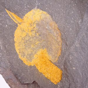 Dendrocystites sedgwicki