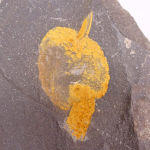 Dendrocystites sedgwicki