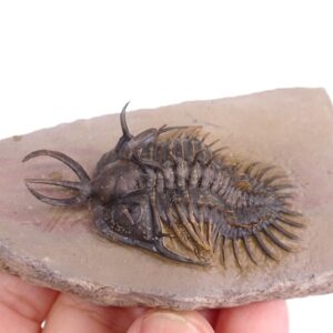 Walliserops hammi