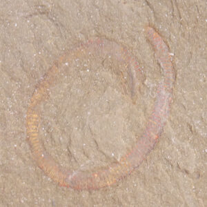 Palaeoscolex tenensis