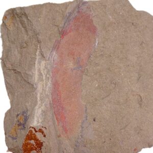 Fragmento torácico de un artrópodo no descrito