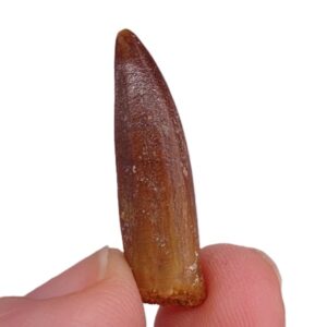 Titanosaurio