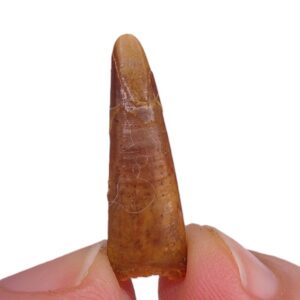 Siroccopteryx moroccensis