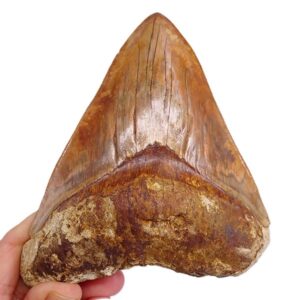 Carcharocles megalodon