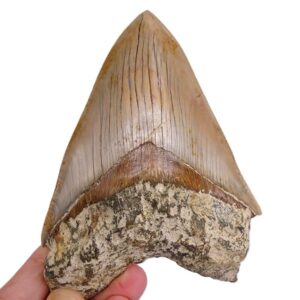 Carcharocles megalodon