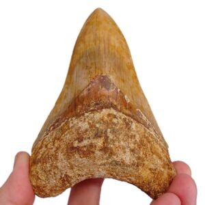 Carcharocles megalodon