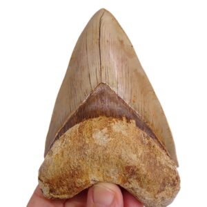 Carcharocles megalodon