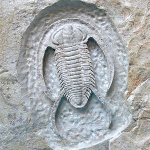 Resserops falloti=Perrector falloti y cephalones de Daguinaspis ambroggii