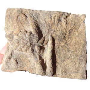 Nereites cf. irregularis