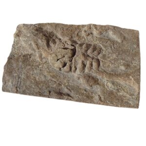 Nereites cf. irregularis