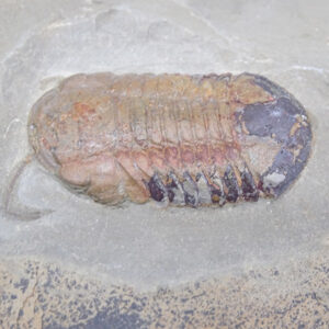 Symphysurus ebbestadi