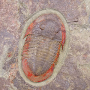 Asaphellus fezouatensis