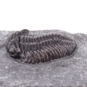 Pliomera fischeri
