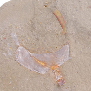 Thoralicystis sp.