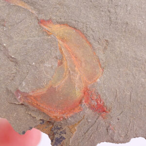 Thoralicystis sp.