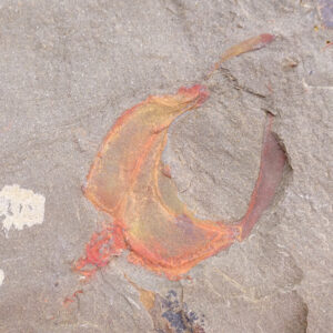 Thoralicystis sp.
