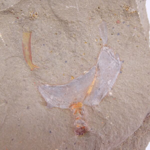 Thoralicystis sp.