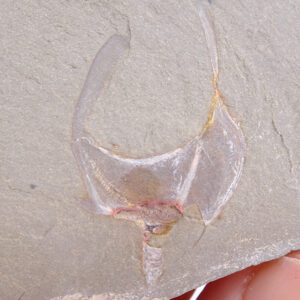 Thoralicystis sp.