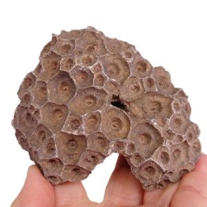 Hexagonaria hexagona