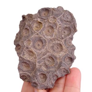 Hexagonaria hexagona