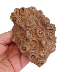Hexagonaria hexagona