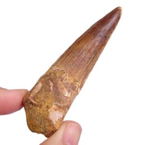 Spinosaurus aegyptiacus