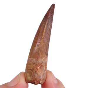 Spinosaurus aegyptiacus