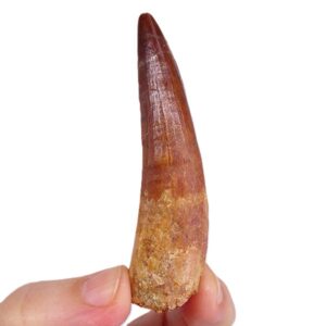 Spinosaurus aegyptiacus