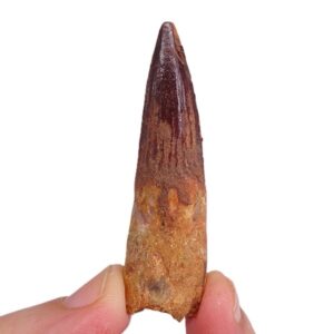 Spinosaurus aegyptiacus
