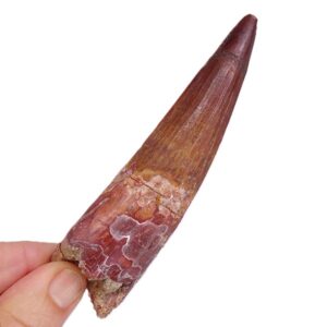 Spinosaurus aegyptiacus