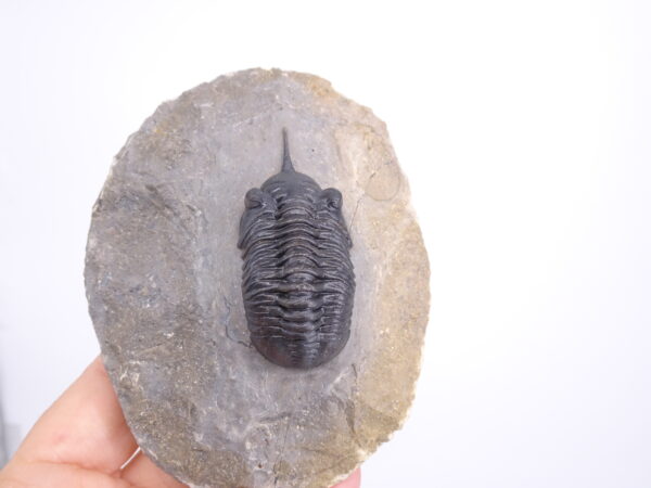 Morocconites malladoids - Imagen 2