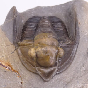 Diademaproetus antatlasius