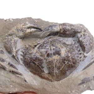 Eriphia cochii