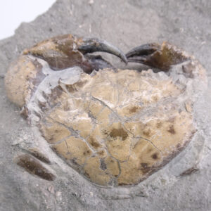 Eriphia cochii