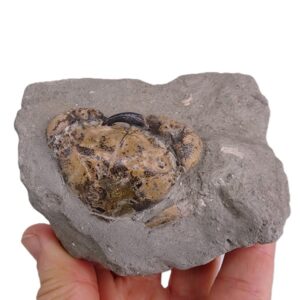 Eriphia cochii