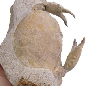 Harpactocarcinus punctulatus