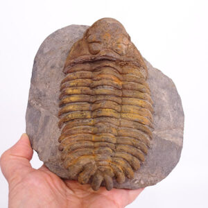Eccoptochile mariana