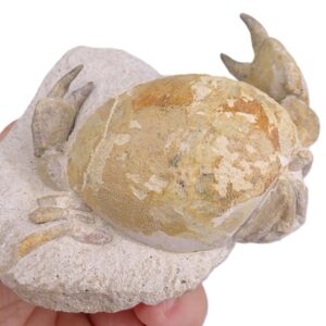 Harpactocarcinus punctulatus