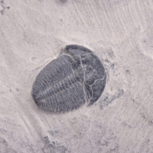 Elrathia kingii