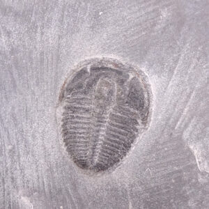 Elrathia kingii