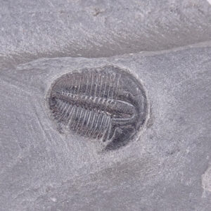 Elrathia kingii