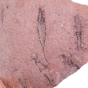 Ascocystites sp.
