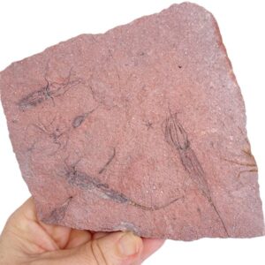Ascocystites sp.