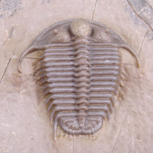 Cyphaspides pankowskiorum