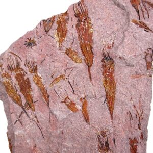 Ascocystites sp.